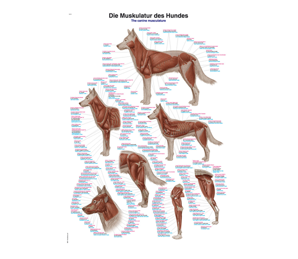 Animal Anatomical Charts