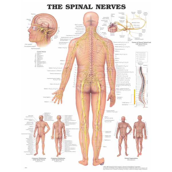 Human Anatomical Charts