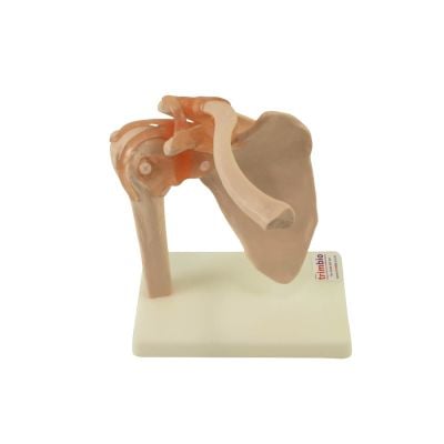 Anatomical model - Life-Size Shoulder Joint - Medical Educational Training Aid