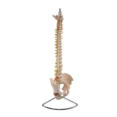 Life Size Spine Model with Stand