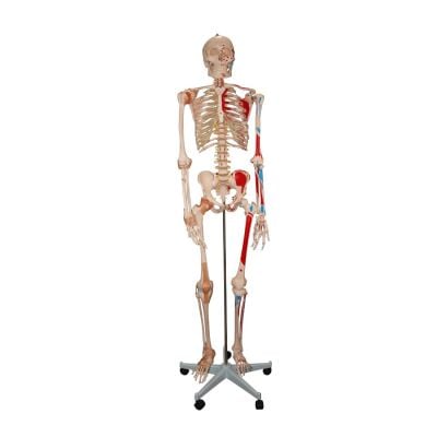 Life Size Skeleton Model with Painted Muscles & Ligaments 