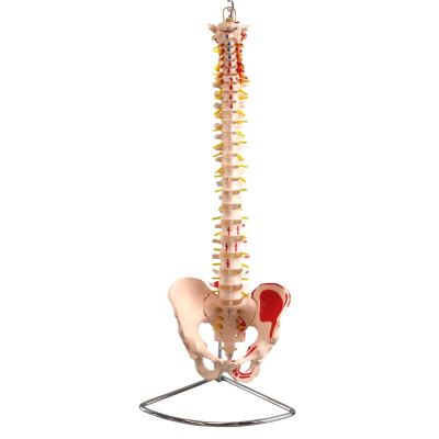 Lifesize Spine Model with Pelvis & Painted Muscles