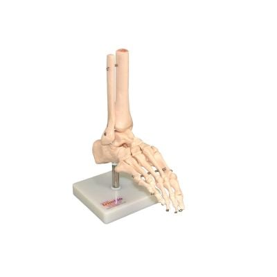 Lifesize Foot & Ankle Joint on Stand 