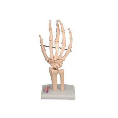 Lifesize Hand & Wrist Model on Stand