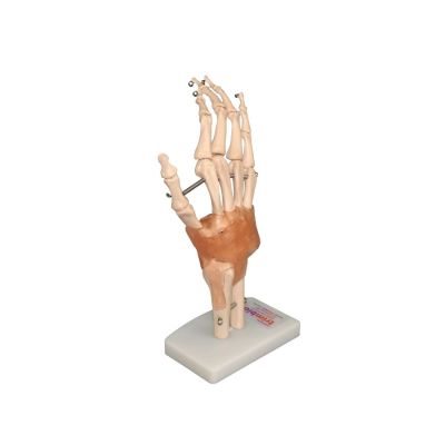 Lifesize Hand and Wrist Joint with Ligaments on Stand 