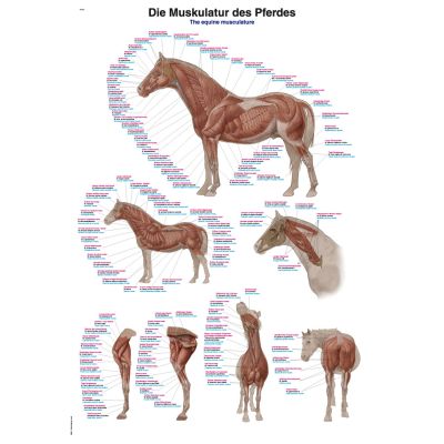 Equine Musculature Chart 50cm x 70cm