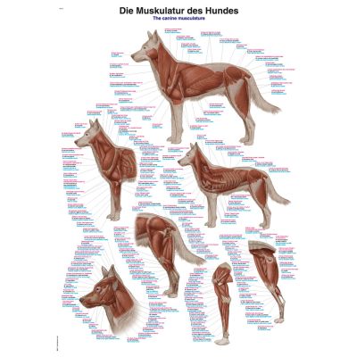 Canine Musculature Chart 50cm x 70cm 