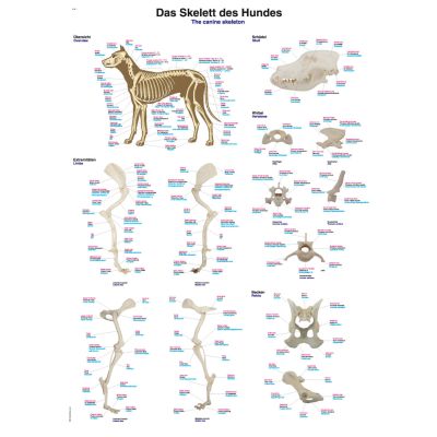 Canine Skeleton Chart 50cm x 70cm