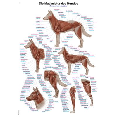 Canine Musculature Chart Large 70cm x 100cm