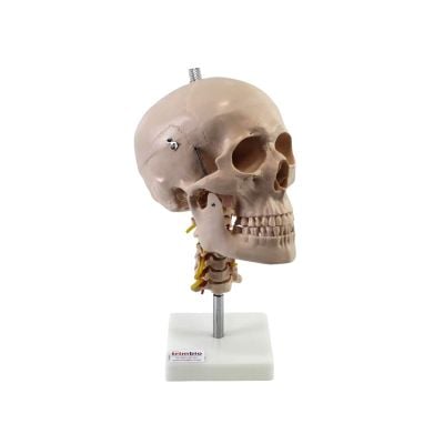 Skull with Cervical spine on stand 