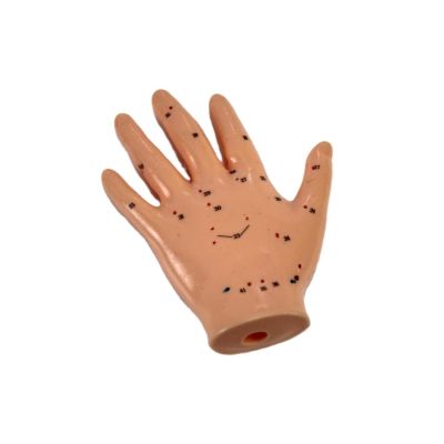 Hand Acupuncture Model
