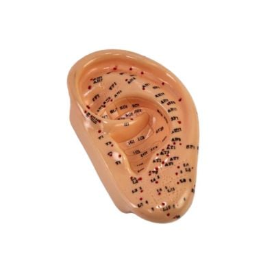 Ear Acupuncture Model
