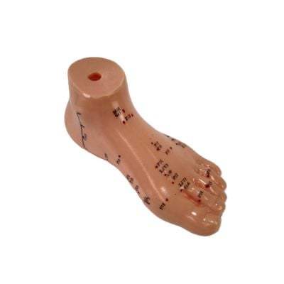Foot Acupuncture Model