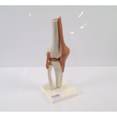 Second Hand  Knee Model on Stand - 3B