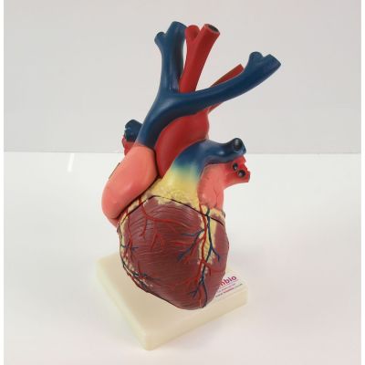ESP Medical Heart Model
