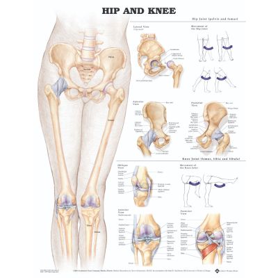 Hip and Knee  Anatomical Chart