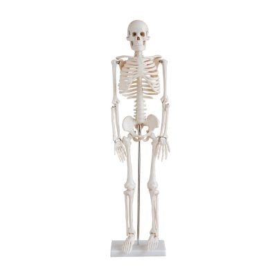 85cm Tall Skeleton Model on Stand 