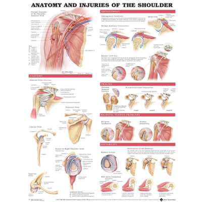 Anatomy and Injuries of the Shoulder Anatomical Chart