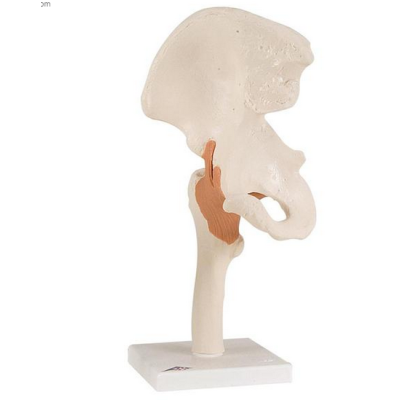 Functional Hip Joint