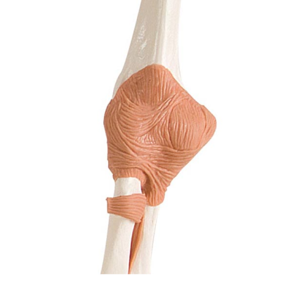 Functional Elbow Joint