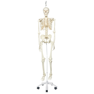 Skeleton Model - Stan