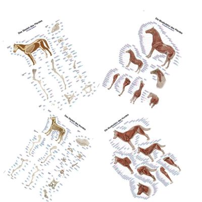 Set of 4 Canine & Equine Charts Large 70 x 100cm