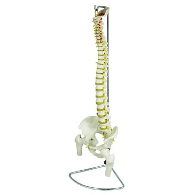Life Size Spine Model with Femur Heads with Stand