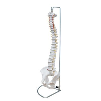 Life Size Spine Model with Stand