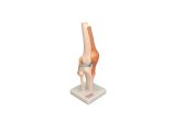 Life Size Knee Model on Stand