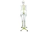 Life Size Skeleton Model on Mobile Stand