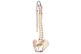 Classic Flexible Spine