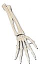 Functional Hand & Wrist Joint (right)