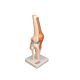 Life Size Knee Model on Stand