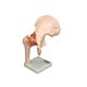 Life Size Hip Model on Stand