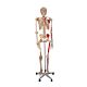 Life Size Skeleton Model with Painted Muscles & Ligaments 