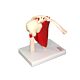 Lifesize Muscled Shoulder on Stand 