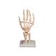 Lifesize Hand & Wrist Model on Stand