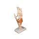 Lifesize Hand and Wrist Joint with Ligaments on Stand