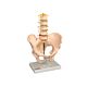 Lifesize Pelvis with 5 pcs lumbar Vertebral on Stand
