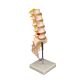 Lifesize Lumbar Vertebral & Sacrum on Stand