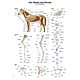 Equine Skeleton Chart Large 70cm x 100cm