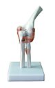 Life Size Elbow Model on Stand
