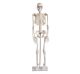 85cm Tall Skeleton Model on Stand 