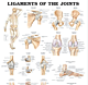 Ligaments of the Joints Anatomical Chart