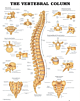 The Vertebral Column Anatomical Chart