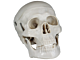 Skull Model