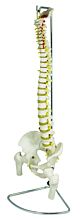 Life Size Spine Model with Femur Heads with Stand