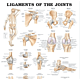 trimbio anatomical chart showing ligaments of the shoulder, hip, knee, elbow, wrist and ankle joints