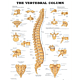 The Vertebral Column Anatomical Chart