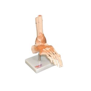 Life Size Foot & Ankle with Ligaments Model on Stand